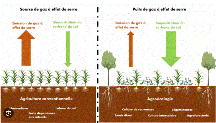 Agriculture vs agroécologie